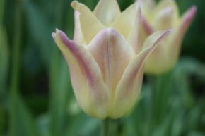 Tulipe � fleurs de lis 'Elegant Lady'