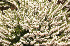 Bruy�re � fleurs d'hiver 'White Perfection'